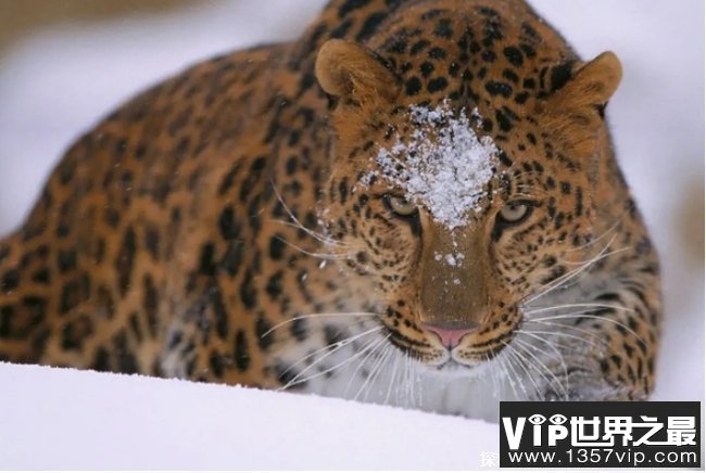 世界十大最稀有动物 远东豹目前只剩57只(濒危物种)