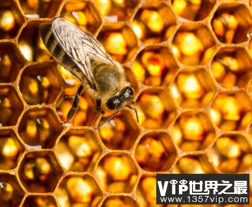 蜜蜂开始使用塑料筑巢