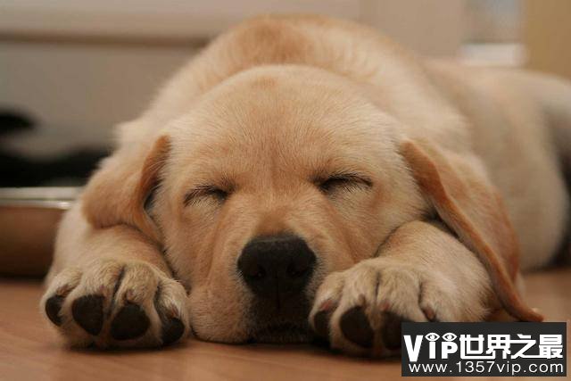 狗为什么睡觉喜欢把鼻子藏在前腿之间
