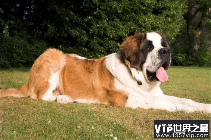 世界上舌头最长的狗狗 圣伯纳犬(长度18.58厘米)