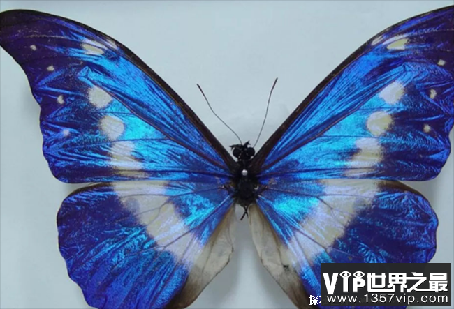 世界上最美丽的蝴蝶 海伦娜蝴蝶中国仅有3只(数量稀少)