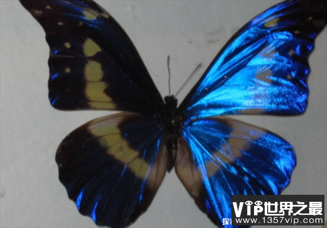 世界上最美丽的蝴蝶 海伦娜蝴蝶中国仅有3只(数量稀少)