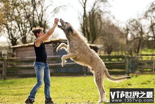 世界上最大的犬 爱尔兰猎狼犬有超敏捷的身手(攻击力强)