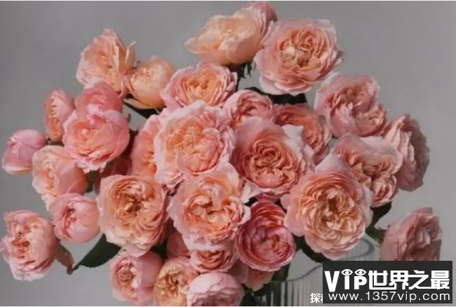 世界上最贵的玫瑰花 朱丽叶玫瑰花(达2700多万元)