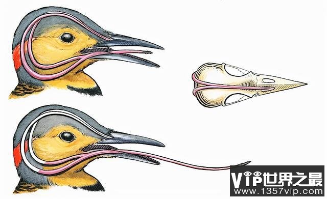 啄木鸟的舌头会缠绕着它的大脑