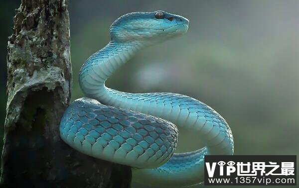世界上最罕见最珍稀的蛇 蓝血蛇售价高达350万