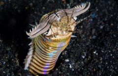海洋里最恐怖最科幻的“怪虫”，断成3段还能活