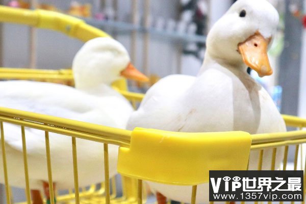 世界上最贵的宠物鸭子，成年柯尔鸭卖1万5