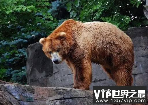 科迪亚克岛棕熊 陆地上体型最大的肉食性动物