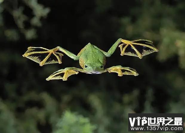 飞蛙：会飞的青蛙