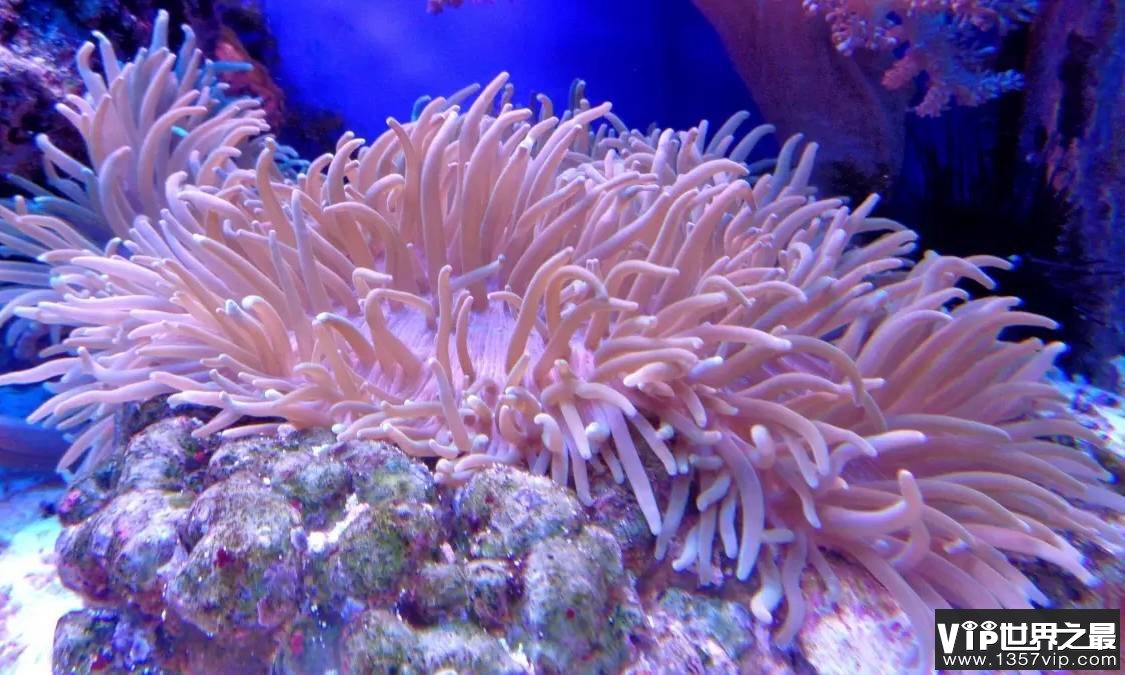 珊瑚是动物而不是植物