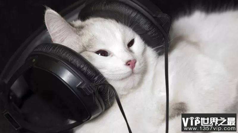 猫喜欢听什么音乐