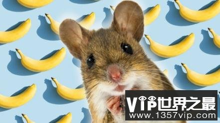 公鼠怕香蕉 原因竟是母鼠护子心切