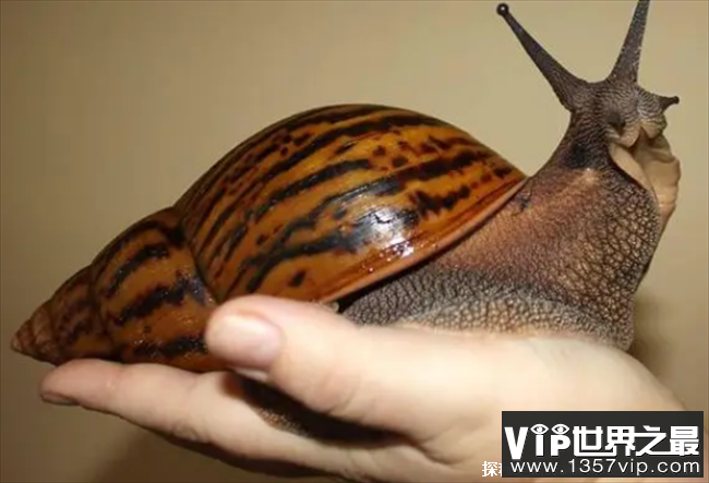 世界上最大的蜗牛 和人的手掌大小差不多(非洲大蜗牛)
