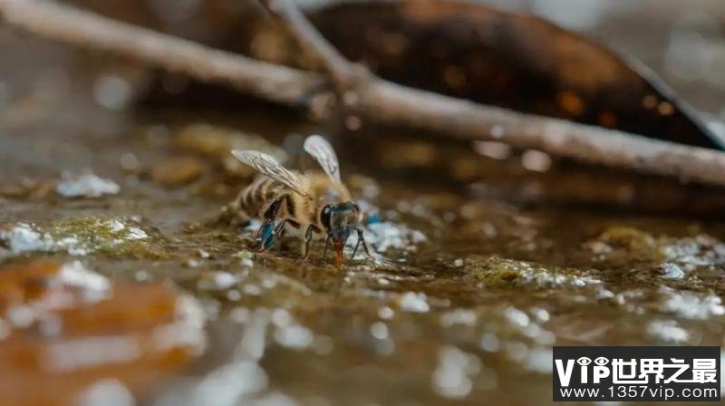 蜜蜂掉水里会划水将自己推到岸边