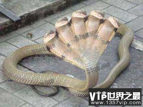 世界上最怪异的十种蛇