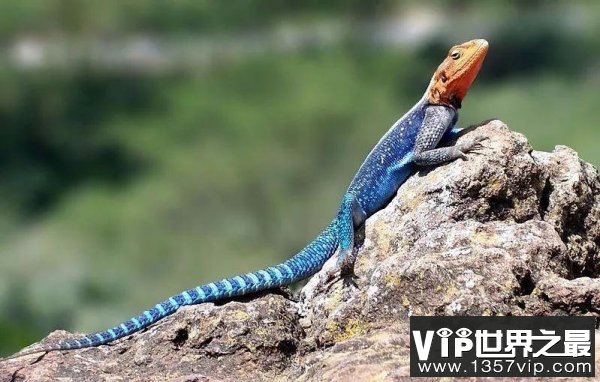 世界上最漂亮的5种蜥蜴 彩虹飞蜥榜上有名