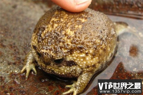 世界上最可爱的青蛙 馒头蛙呆萌超可爱
