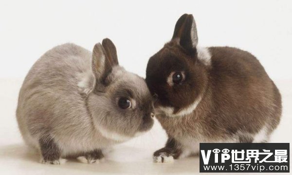 世界上最小的兔子 荷兰侏儒兔小巧可爱