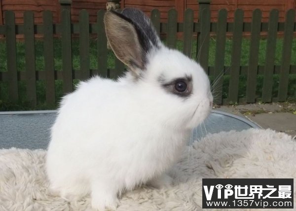 世界上最小的兔子 荷兰侏儒兔小巧可爱