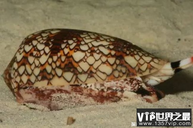 世界上十大毒性强动物 澳洲方水母三分钟致命(海洋生物)