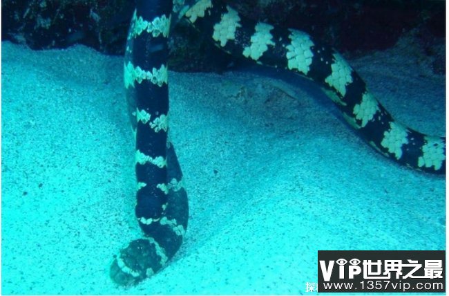世界十大最毒的海蛇 裂颏海蛇毒性最强(长100厘米)