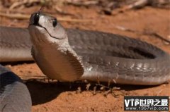 世界上爬行速度最快的蛇——非洲黑曼巴 时速高达23公里