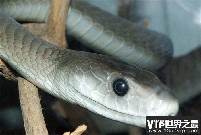 世界上爬行速度最快的蛇——非洲黑曼巴 时速高达23公里