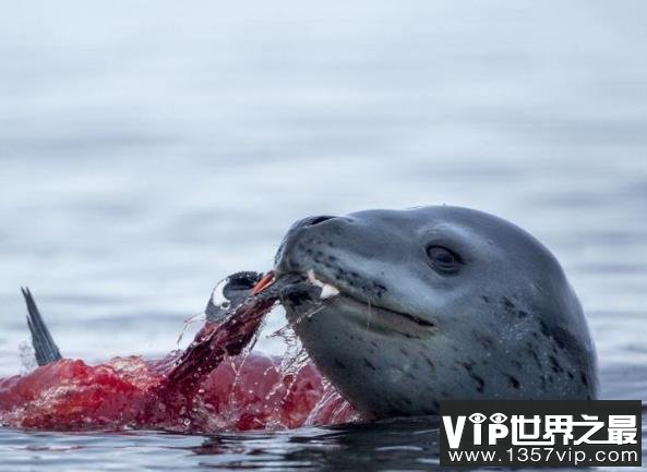 世界上最凶猛的海豹，豹形海豹乃南极霸主