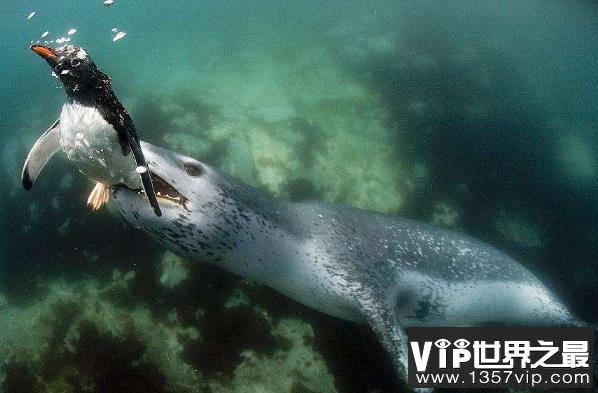 世界上最凶猛的海豹，豹形海豹乃南极霸主