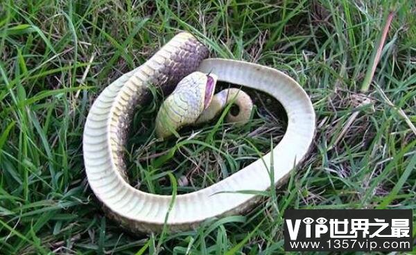 世界上最怂的蛇，猪鼻蛇会装怂装死