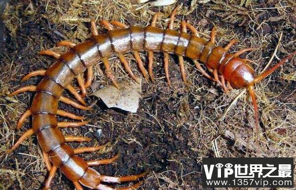 世界上最毒的蜈蚣，哈氏蜈蚣最长达33厘米