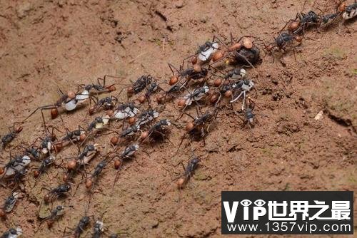 世界上最可怕的蚂蚁，沙漠行军蚁破坏力超强