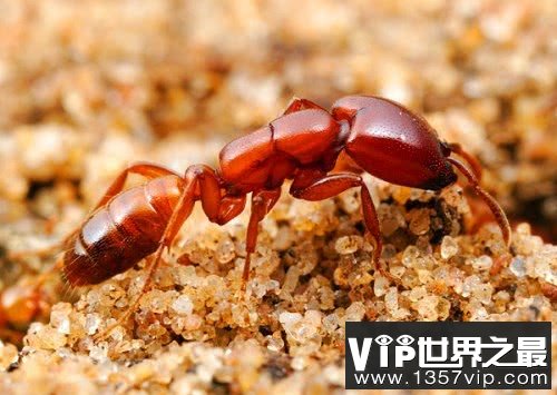 世界上最可怕的蚂蚁，沙漠行军蚁破坏力超强
