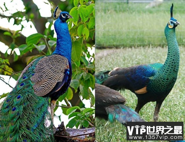 世界上最美的孔雀，绿孔雀多达7种颜色