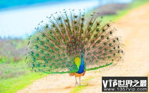 世界上最美的孔雀，绿孔雀多达7种颜色