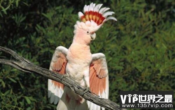 世界上寿命最长的鹦鹉，亚马逊鹦鹉活到104岁