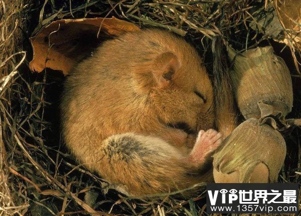 世界上冬眠时间最长的动物，睡鼠冬眠达9个月