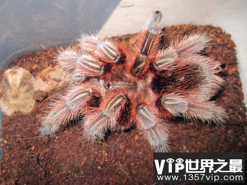 最受欢迎的宠物蜘蛛，智利火玫瑰蜘蛛