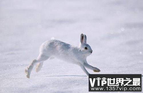 世界上最会变色的兔子，白靴兔自带雪地靴