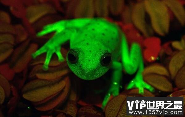 世界上第一种荧光蛙，圆点树蛙能发出荧光