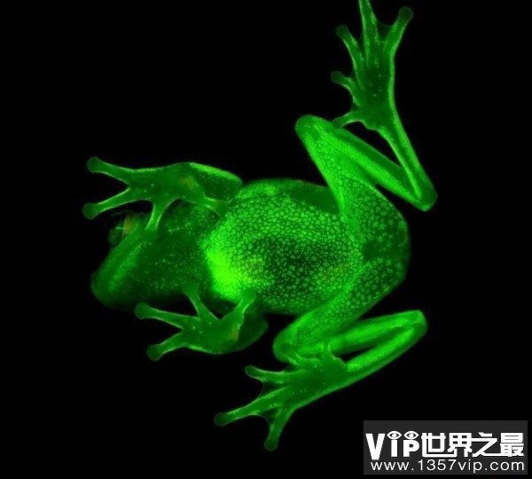 世界上第一种荧光蛙，圆点树蛙能发出荧光
