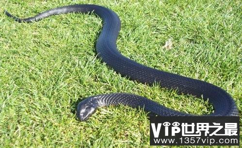 澳洲最致命的毒蛇，被东方虎蛇咬顷刻毙命