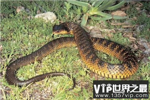 澳洲最致命的毒蛇，被东方虎蛇咬顷刻毙命