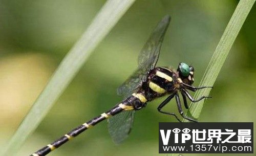 地球上视力最好的昆虫，鬼蜻蜓是捕猎高手
