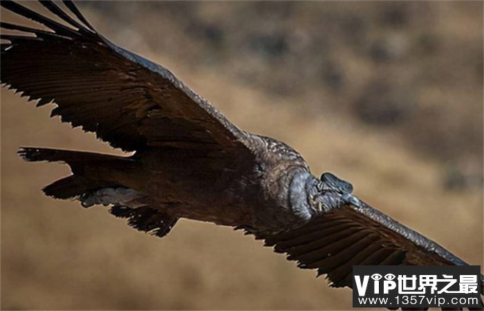 世界上寿命最长的鸟类 安第斯神鹰(寿命超过50年)