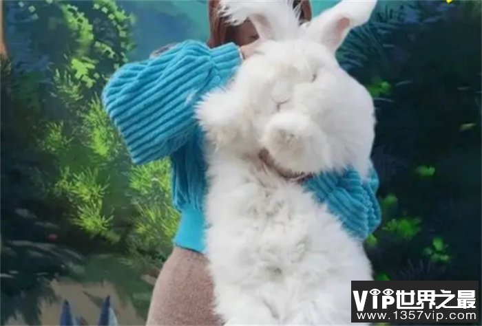 世界上毛最长的兔子 巨型安哥拉兔(毛长38厘米)