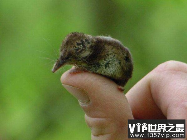 世界上最小的哺乳动物，小鼩鼱体重不超5克
