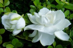 中国十大最香的花，兰花和茉莉花双双上榜