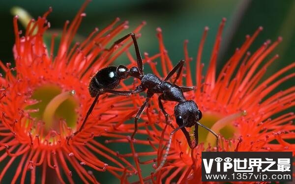 世界上最毒的蚂蚁，牛头犬蚁榜上有名